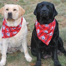 Labrador Retriever All Grown Up from Pendleton Labradors