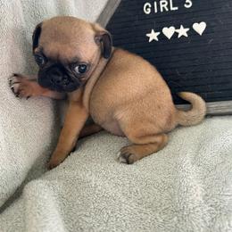 Girl 3 - Fawn female Pug puppy in Norborne, Missouri from Pug Palace
