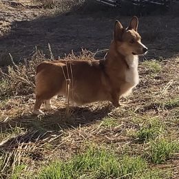 Minnie - Pembroke Welsh Corgi