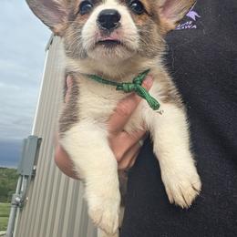 Green collar - Sable and white male American Corgi puppy in Odessa, Missouri from LOYAL T K9's CORGIS