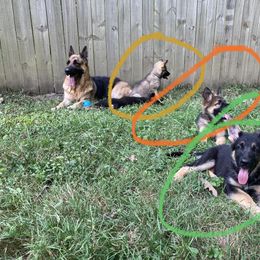 German Shepherd Puppies from Celtic Rose German Shepherds