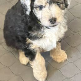 Aussiedoodle Puppies from Cornerstone Aussiedoodle Dogs