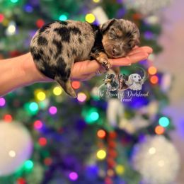 Fred - Black and cream male Dachshund puppy in Merced, California from The Graceful Dachshund Kennel