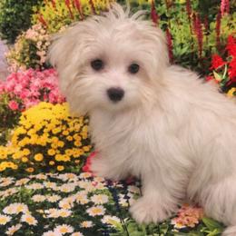 Bunny - White female Maltese puppy in North Myrtle Beach, South Carolina from Perfect Puppies