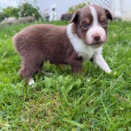 Boy 1 - Red tri male Miniature Australian Shepherd puppy in Olean, New York from Windy River Mini Aussie