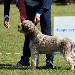 Lagotto Romagnolo Puppies from Northwest Lagotto
