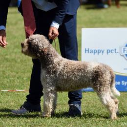 Lagotto Romagnolo Puppies from Northwest Lagotto