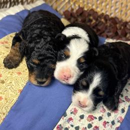 Female 1 - Tri-color female Bernedoodle puppy in Belgreen, Alabama from Scott’s Farm Poodles and Doodles