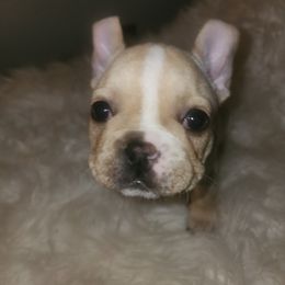 French Bulldog Puppies from Ma Chérie French Bulldogs