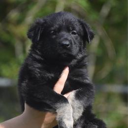 Bi Color Male - Bi-color male German Shepherd puppy in Marianna, Florida from Haus M Godwin