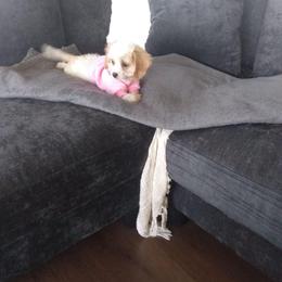 Cavachon and Poodle Puppies from My Furry Friends