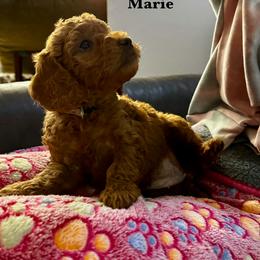 Marie - Red  female Goldendoodle puppy in Conklin, Michigan from Lake Michigan Couture Cavapoos & Cockapoos