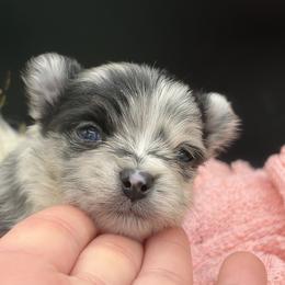 Granite - Blue merle female Pomeranian puppy in Franklin, North Carolina from A&J Cutie Pawtooties
