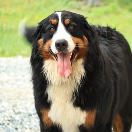 Fiadh - Bernese Mountain Dog