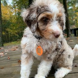 Charlie - Chocolate merle male Bernedoodle puppy in New Ringgold, Pennsylvania from Hawk Mountain Doodles