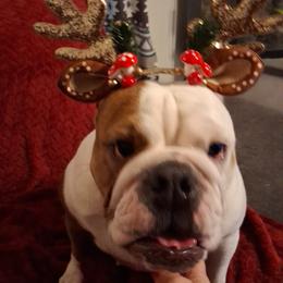 Vinnie - Bulldog