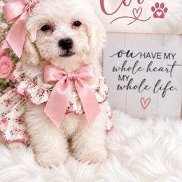 Coral - White female Maltipoo puppy in Huntington Beach, California from Boujeepups