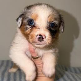 Fajita - Blue merle male Australian Shepherd puppy in Anniston, Alabama from All Hale Aussies