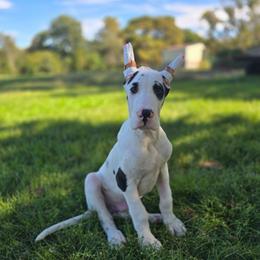 Harlequin male cropped - Harlequin male Great Dane puppy in Golconda, Illinois from Breken Great Danes