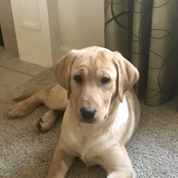 Labrador Retriever Puppies from Sycamore Kennels