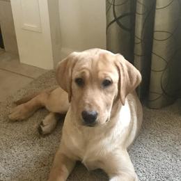 Labrador Retriever Puppies from Sycamore Kennels