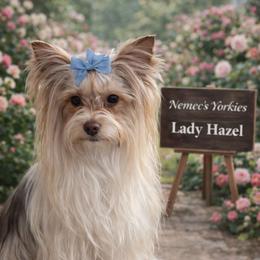 Hazel - Yorkshire Terrier