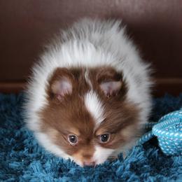 AKC Snickers - Chocolate and tan male Pomeranian puppy in Albany, Indiana from Hatz Off Puppies