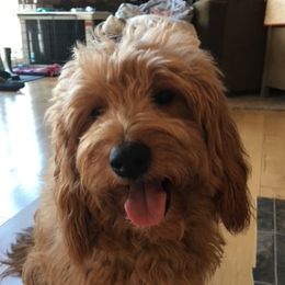 Maggie - Goldendoodle