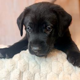 Red Collar Black Male - Black male Labrador Retriever puppy in Gainesville, Georgia from Rucker Retrievers