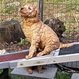 Orange - Apricot male Poodle puppy in Keedysville, Maryland from Sunshine Red Standard Poodles