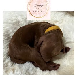 Yellow - Female - Red  female Poodle puppy in Lima, Ohio from Buckeye Red Standard Poodles