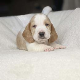 Blush 'pink collar' - Lemon and white female Basset Hound puppy in Valley, Washington from Peaceful Valley Paws