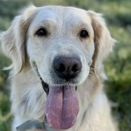 Lucy - Golden Retriever