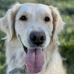 Lucy - Golden Retriever