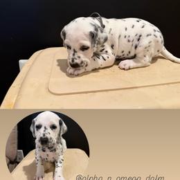 Male 1 - White and black male Dalmatian puppy in Louisa, Virginia from Dalmatian Creation LLC