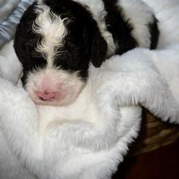 Bright pink collar - Parti female Goldendoodle puppy in Sanderson, Florida from Serenity Goldendoodles
