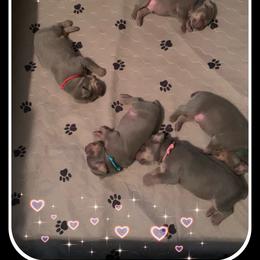 Boy 4 - Weimaraner puppy in Apollo Beach, Florida from Nautica Weimaraners