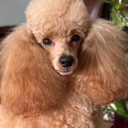 Khedva - Poodle