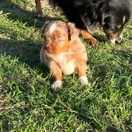 Cleo - Red merle female Toy Australian Shepherd puppy in Nocona, Texas from Rafter O Toy Aussies and Mini Heelers