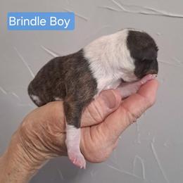 Brindle Boy - Brindle and white male Basenji puppy in Tuttle, Oklahoma from Steadfast Farm (SFF)