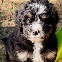 Tan boy - Tri-color male Bernedoodle puppy in Lake, Michigan from 3 King Doodles & Poodles
