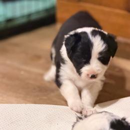 July - Black and white female Border Collie puppy in Lebanon, Oregon from Cahill’s Canines