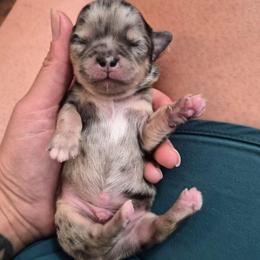 AKC Aegon - Merle male Chihuahua puppy in Silver Summit, Utah from Snow Peak Kennel