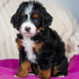 Emile - Tri-color male Bernedoodle puppy in Dundee, Ohio from Down Home Doodle