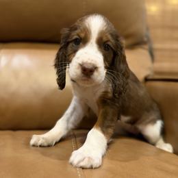 Cheyenne - Liver white and tan female English Springer Spaniel puppy in Arcadia, Florida from Redemption Fields Springer Spaniels