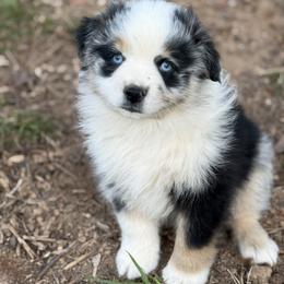 Owen - Blue merle male Miniature Australian Shepherd puppy in Patterson, North Carolina from DreamLine Aussies