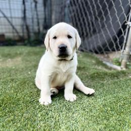 Brown Collar - Yellow male Labrador Retriever puppy in Nampa, Idaho from Gem State English Labrador Retrievers