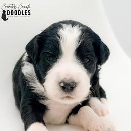 Monroe - female Australian Mountain Doodle puppy in Tipton, Indiana from Country Creek Doodles