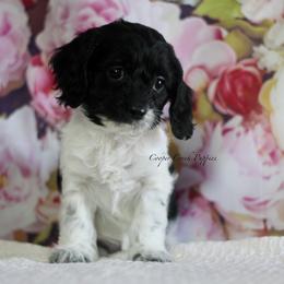 Blair - Black and white female Cockapoo puppy in Lowry City, Missouri from Cooper Creek Puppies
