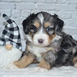 Comet - Blue merle male Bernedoodle puppy in Moulton, Iowa from Shondel Puppy Paws